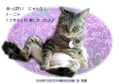 トロンちゃんのメモリアル写真　ペット葬儀日：２０１０年１１月２９日　千葉県よりご依頼